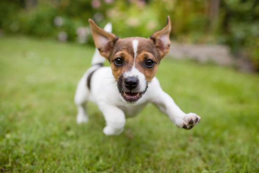 犬が散歩でリードを引っ張る原因は?正しい対処法も紹介!