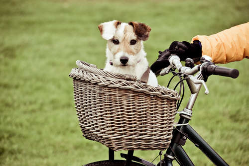 愛犬と一緒にサイクリングをするときに気をつけたい10のこと