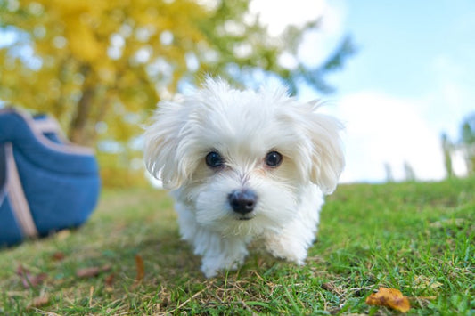 犬の散歩はいつから始めるべき？散歩開始時期の目安と注意点を紹介！